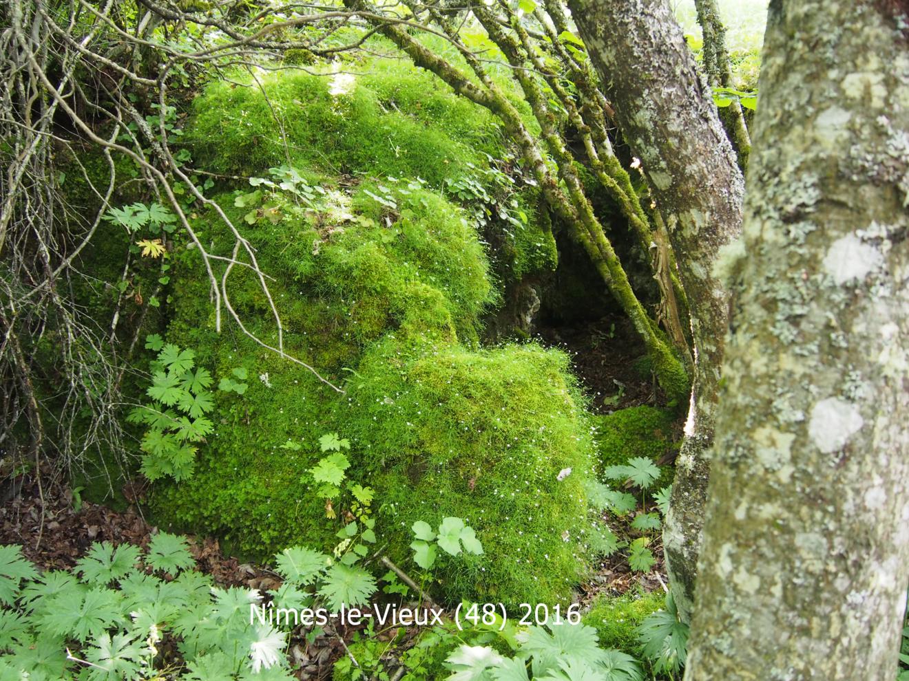 Sandwort, Mossy